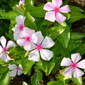 Catharanthus roseus 'Titan Blush'